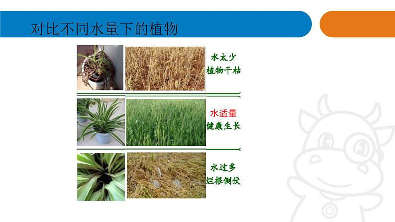 青岛版《科学》六制二年级上册11《植物和水》课件PPT06