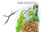 4.認(rèn)識(shí)感官課件PPT