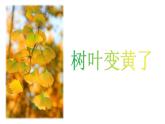 9.树叶变黄了课件PPT