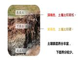 《肥沃的土壤》PPT