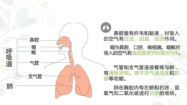 16.人的呼吸课件PPT02