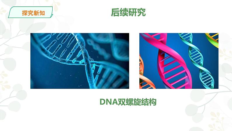 7.寻找遗传与变异的秘密课件PPT04