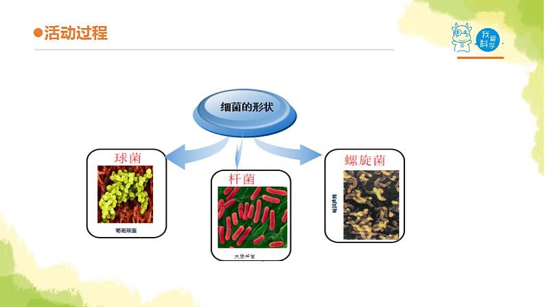 2.《细菌》课件 青岛版(六三制)小学科学六上05