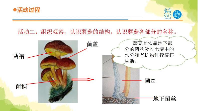 4.《食用菌》课件 青岛版(六三制)小学科学六上05