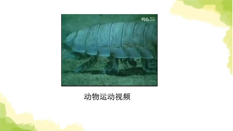 13.《动物的运动》课件 青岛版(六三制)小学科学六上02