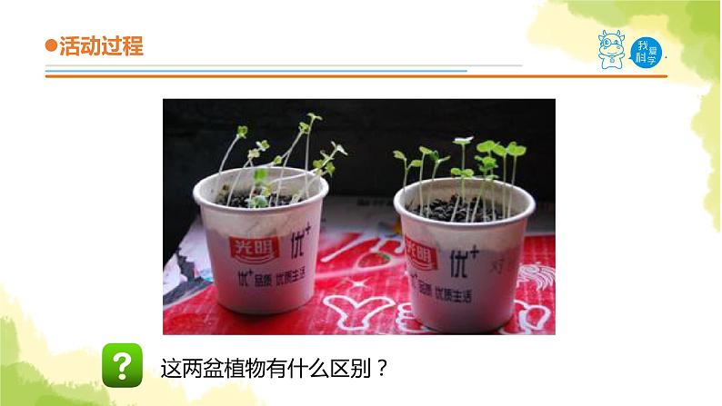 22.《植物向哪里生长》课件 青岛版(六三制)小学科学六上04