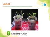 22.《植物向哪里生长》课件 青岛版(六三制)小学科学六上