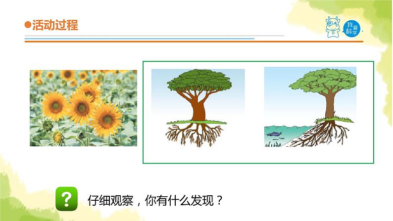 22.《植物向哪里生长》课件 青岛版(六三制)小学科学六上05