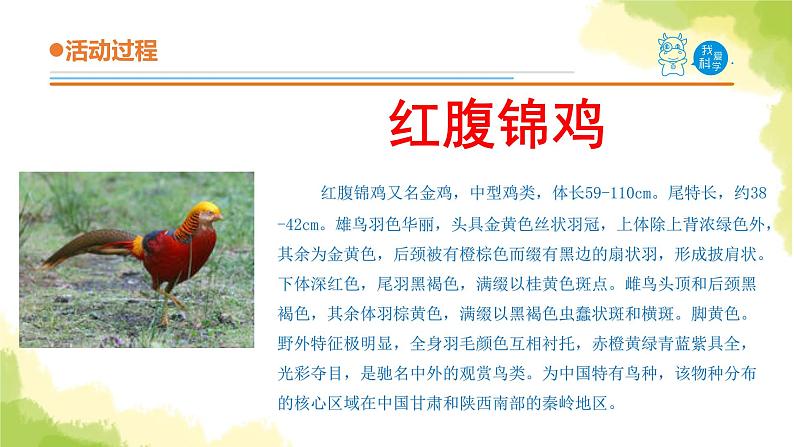 24.《珍稀动植物》课件 青岛版(六三制)小学科学六上08