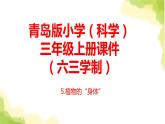 5.《植物的“身體”》課件 青島版(六三制)小學科學三上