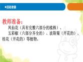 5.《植物的“身體”》課件 青島版(六三制)小學科學三上