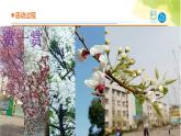 5.《植物的“身體”》課件 青島版(六三制)小學科學三上
