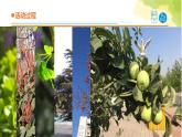 5.《植物的“身體”》課件 青島版(六三制)小學科學三上