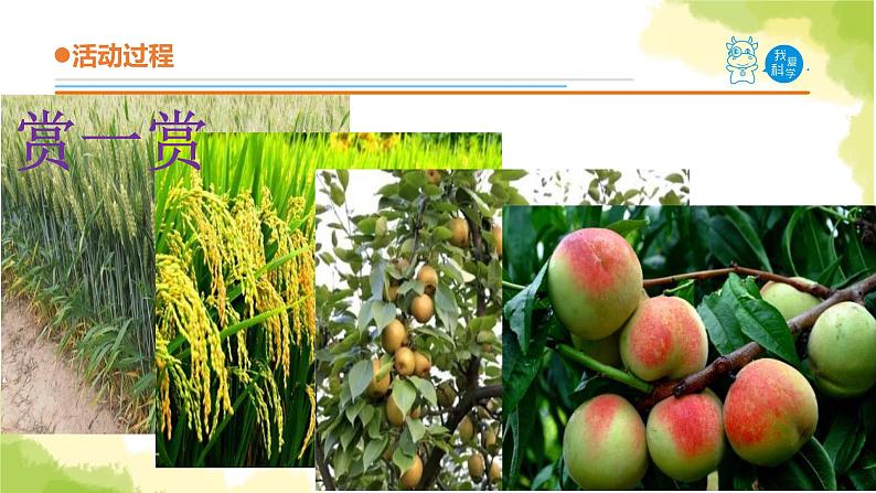 5.《植物的“身体”》课件 青岛版(六三制)小学科学三上第6页