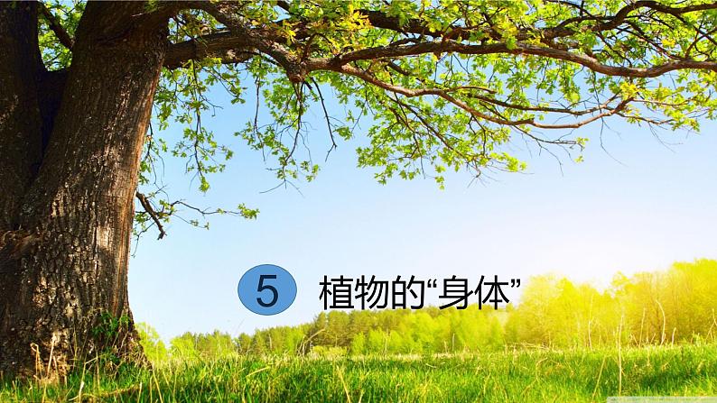 5.《植物的“身体”》课件 青岛版(六三制)小学科学三上第7页