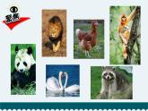 教科版科学  六下 2.4 《多种多样的动物》（课件+教学设计+素材）