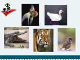 教科版科学  六下 2.4 《多种多样的动物》（课件+教学设计+素材）