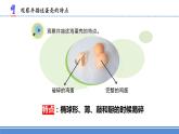 蘇教版小學(xué)科學(xué)五下 2.6《蛋殼與拱形建筑》（課件+教案+素材）