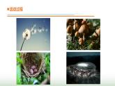 23.《生物的启示》课件 青岛版(五四制)小学科学四下
