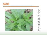 23.《生物的启示》课件 青岛版(五四制)小学科学四下