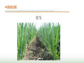 23.《生物的启示》课件 青岛版(五四制)小学科学四下
