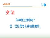 13.《种辣椒》课件 青岛版(五四制)小学科学三下