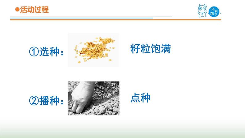 13.《种辣椒》课件 青岛版(五四制)小学科学三下第7页