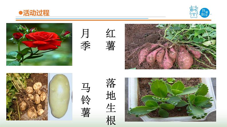 14《植物的“分身术”》课件 青岛版(五四制)小学科学三下第5页