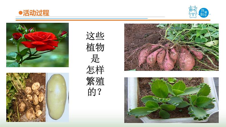 14《植物的“分身术”》课件 青岛版(五四制)小学科学三下第7页