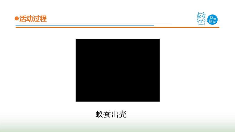 17.《养蚕》课件 青岛版(五四制)小学科学三下第5页