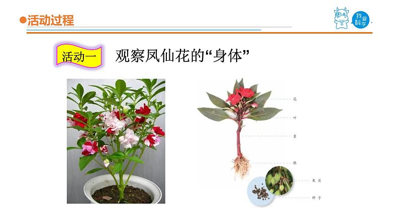 1.《植物的根》课件 青岛版(五四制)小学科学三上02