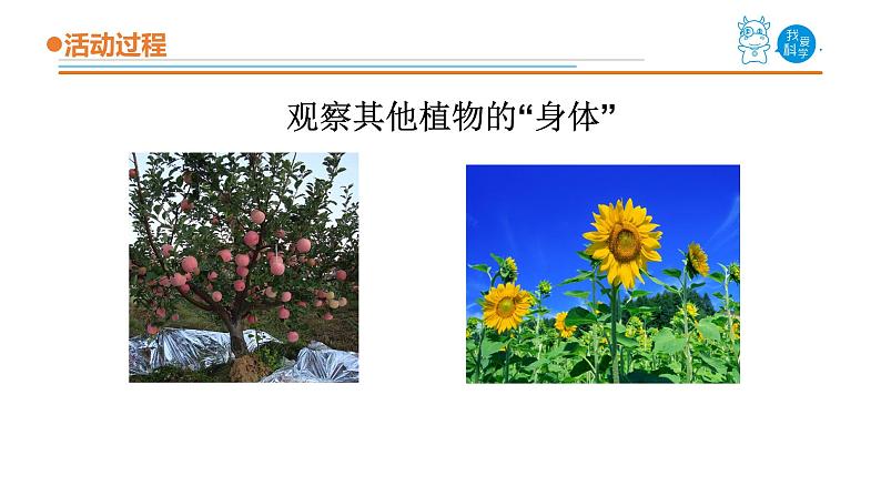 1.《植物的根》课件 青岛版(五四制)小学科学三上03