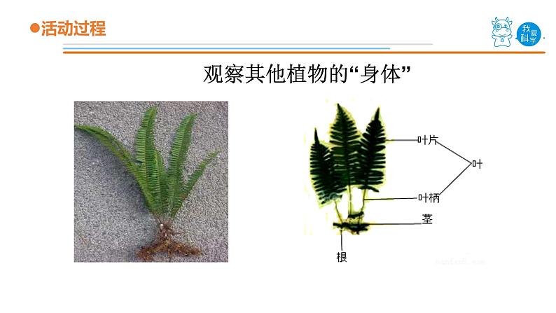 1.《植物的根》课件 青岛版(五四制)小学科学三上04