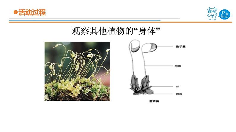 1.《植物的根》课件 青岛版(五四制)小学科学三上05