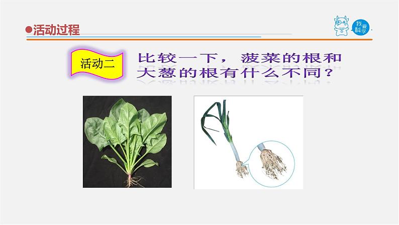 1.《植物的根》课件 青岛版(五四制)小学科学三上07