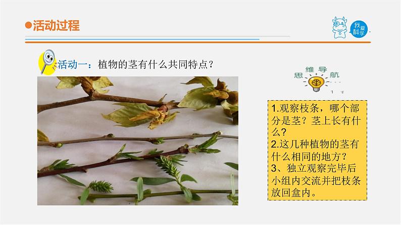 2.《植物的茎》课件 青岛版(五四制)小学科学三上05