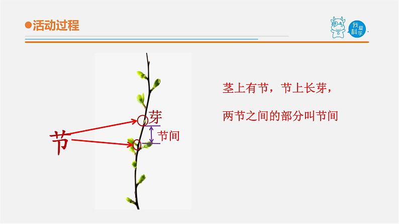 2.《植物的茎》课件 青岛版(五四制)小学科学三上06