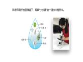 1.2微小的生命体（课件）2021-2022学年五年级科学下册苏教版