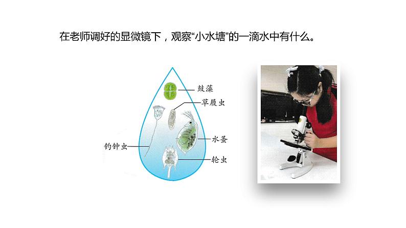 1.2微小的生命体（课件）2021-2022学年五年级科学下册苏教版04