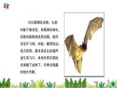 2.7《蝙蝠和雷达》课件2021-2022学年五年级科学下册苏教版