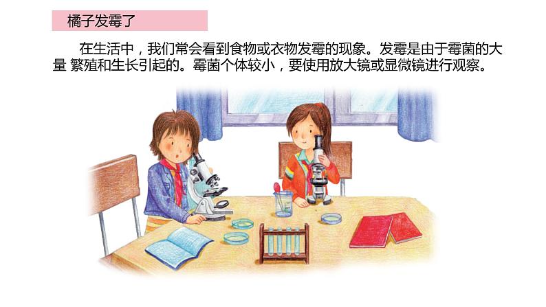 1.3发霉与防霉（课件）2021-2022学年五年级科学下册苏教版第4页