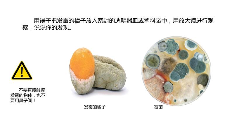 1.3发霉与防霉（课件）2021-2022学年五年级科学下册苏教版第6页