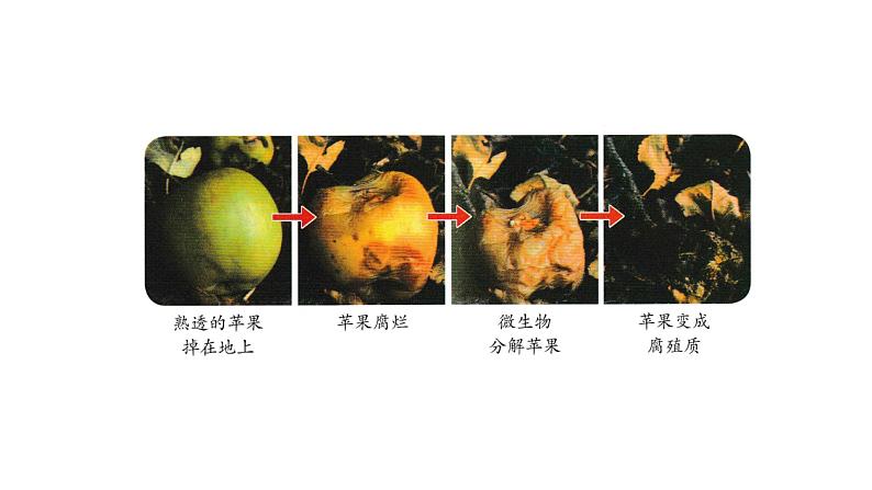 1.3发霉与防霉（课件）2021-2022学年五年级科学下册苏教版第7页