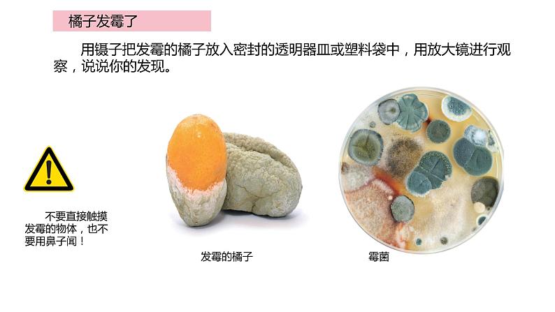 1.3发霉与防霉（课件）2021-2022学年五年级科学下册苏教版第8页