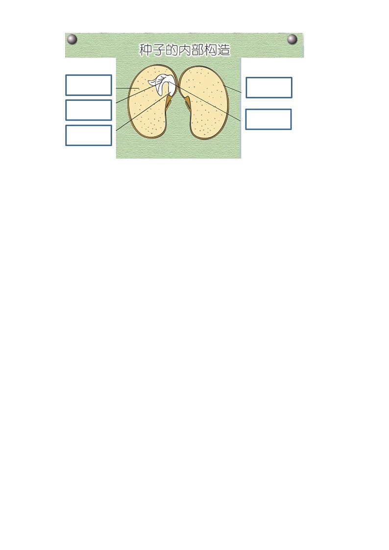 2021-2022学年度苏教版科学四年级下册12用种子繁殖同步练习题（含答案）03