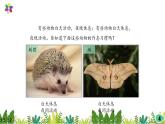 3.11《昼夜对动物的影响》课件2021-2022学年五年级科学下册苏教版