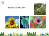 3.10《晝夜對植物的影響》課件2021-2022學(xué)年五年級科學(xué)下冊蘇教版