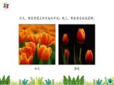 3.10《晝夜對植物的影響》課件2021-2022學(xué)年五年級科學(xué)下冊蘇教版