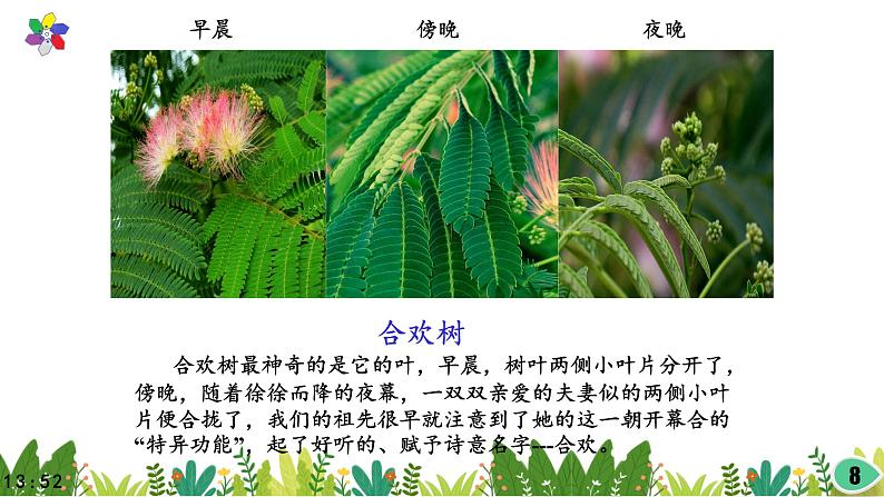 3.10《昼夜对植物的影响》课件2021-2022学年五年级科学下册苏教版第8页