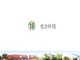 新青岛版科学五年级下册课件（含素材）-第18课 光合作用
